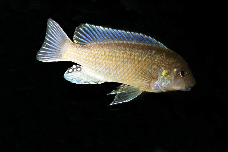 Labidochromis vellicans 'Nakantenga Island'